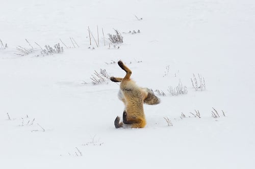 body_fox_snow